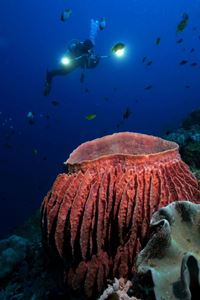 Picture of Atlantis Puerto Galera в сезон дождей
