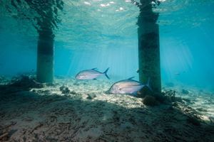 Picture of На Гуам как на дачу: близкая Микронезия, безвизовая Америка