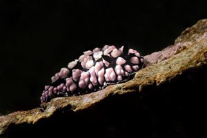 Picture of На Гуам как на дачу: близкая Микронезия, безвизовая Америка